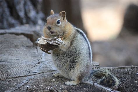 A Chipmunk Prepares For Winter Smithsonian Photo Contest