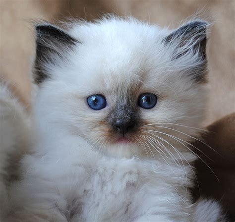 Very cute little kittens for adoption at petco (sfo > los gatos) pic hide this posting restore restore this posting. 20 Very Cute Ragdoll Kitten Pictures And Photos