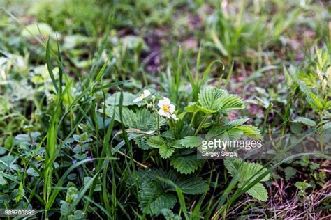 Wild Strawberry Weed Photos And Premium High Res Pictures Getty Images
