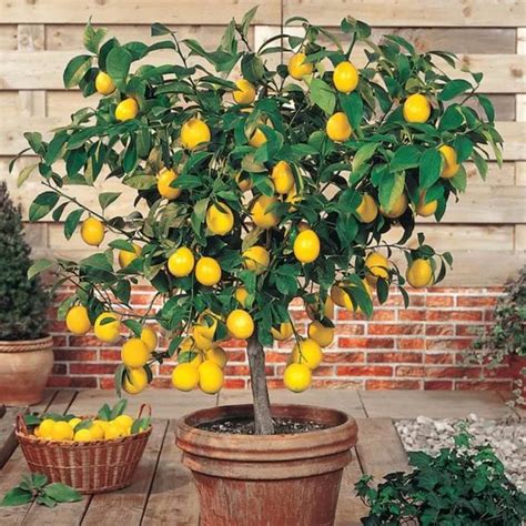 8 Best Indoor Fruit Trees Fruits To Grow Indoors Year Round