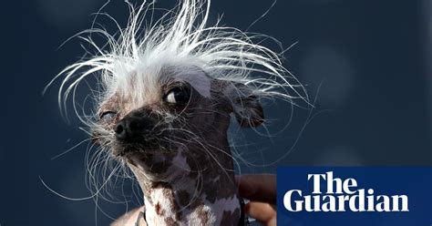 The Worlds Ugliest Dog Competition 2017 In Pictures World News