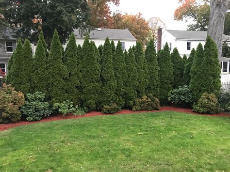 arborvitae privacy fence privacy landscaping arborvitae landscaping home landscaping