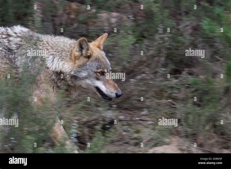 Beautiful Iberian Wolves In The Mount Playing In Herd Preparing The