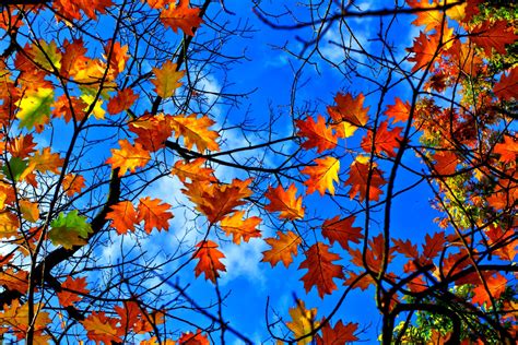 Autumn Leaves 4k Ultra Hd Wallpaper Background Image 4179x2786 Id