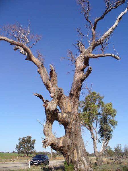 Aboriginal Ring Tree Photo