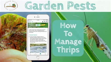 Garden Pests How To Manage Thrips In Your Garden From Seed To Spoon