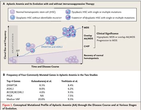Figure 1 From Somatic Mutations And Clonal Hematopoiesis In Aplastic