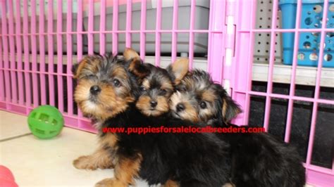 Precious Tcup Yorkie Puppies For Sale Georgia Local Breeders Near