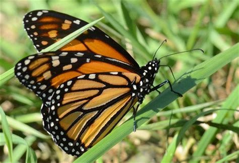 Loss Of Milkweed Linked To Plummeting Number Of Monarch Butterflies