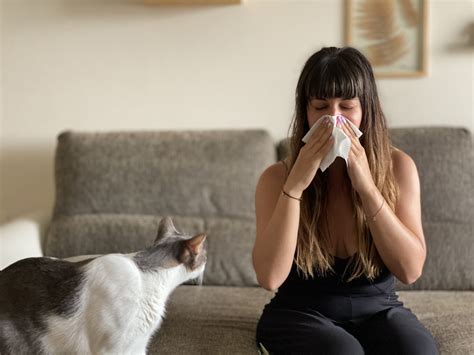 Rega O Impacto Competidores Como Es La Alergia A Los Gatos Responder