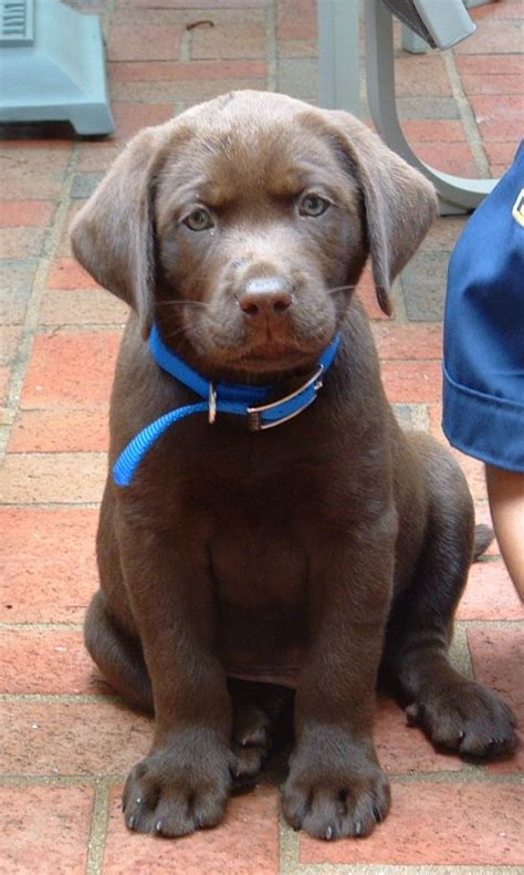 Chocolate lab puppies, like their black and yellow counterparts. Chocolate lab puppy. My baby