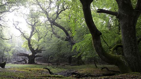 Ancient Woodland Likely To Face Destruction For Biodiversity Offsetting