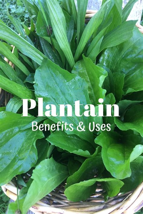 Plantain Identification Benefits And Uses Herbs We Love Botanical