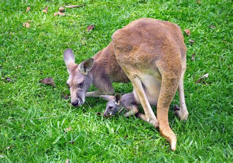 Mother And Baby Kangaroo Stock Image Image Of Young 273512395