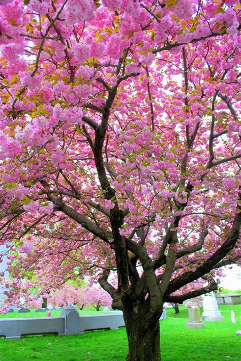 Pink Apple Blossom Tree