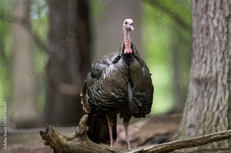 Male Wild Turkey With Beard Stock Photo And Royalty Free Images On