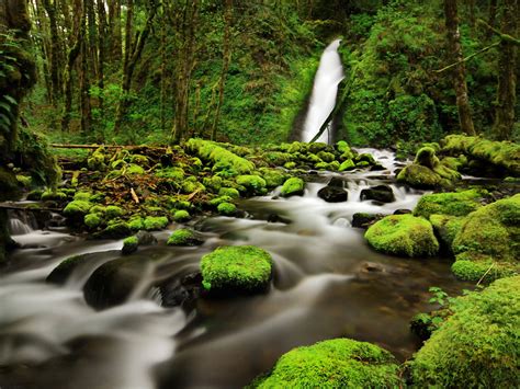 Ruckel Creek Falls In The Columbia River Rock Green Moss Forest Trees