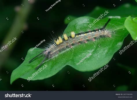 Hairy Tussock Moth Larvae Caterpillar On Stock Photo 2077761976