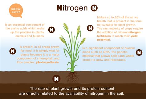Nitrogen In Food Production Fertilizers Europe