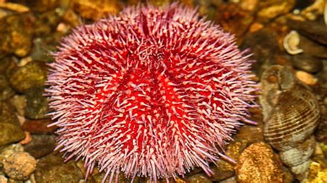 Pink Sea Urchins Have Self Sharpening Teeth Urchin Sea Ocean Life