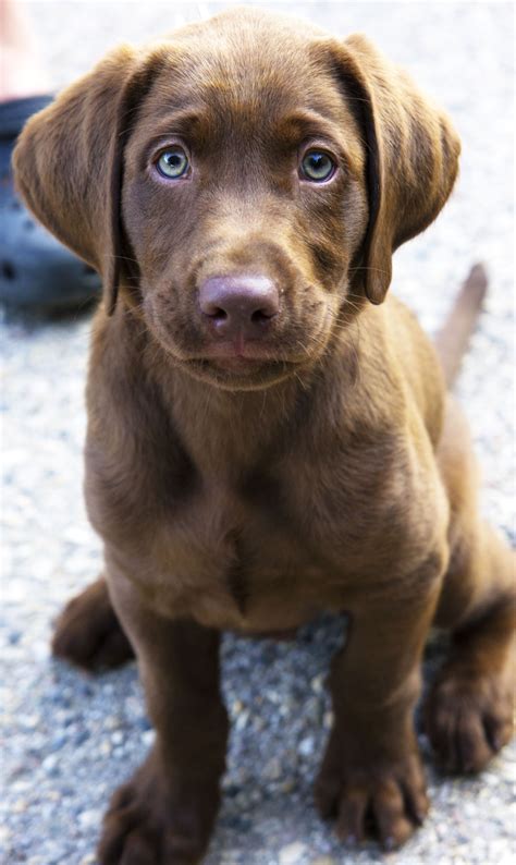 Chocolate Lab Puppy Visit Ts For