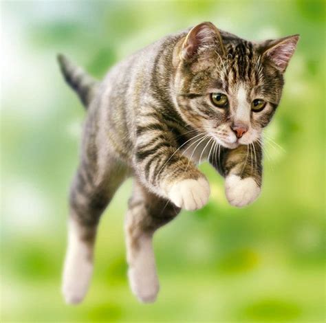 Springende Katze Vektorgrafik Cat Jumping Jumping Cat Cats