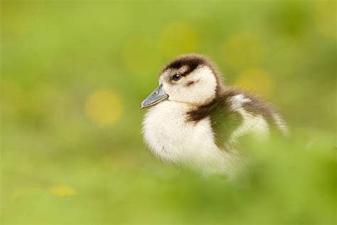 Roeselien Raimond Artwork For Sale Gouda Netherlands Page 6 Of 16