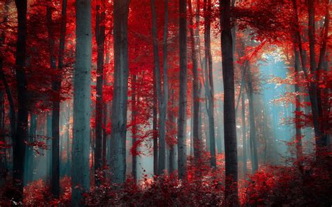 Wallpaper Sunlight Forest Nature Red Texture Tree Autumn