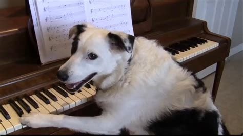 Funny Dog Playing Piano Best Phoptos And Wallpapers 2013 Funny Animals