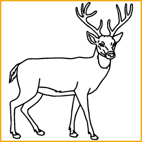 17 sketsa gambar gajah mudah dan lengkap beserta caranya. √6969 Sketsa Gambar Hewan: Terbaik, Paling Unik & Menarik ...