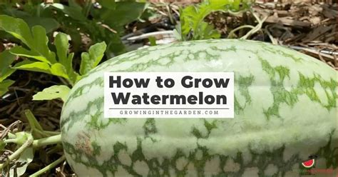 Growing Watermelon Tips And Tricks For Success