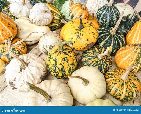 Squashes And Gourds Stock Image Image Of Gourd Gourds 45617711