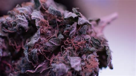 Purple Og Strain Review Cheap Weed