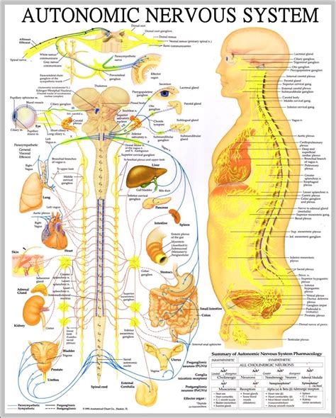 What Is The Nervous System 1024×1324 Anatomy System Human Body