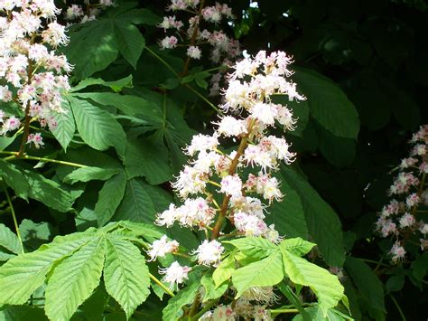 Mugdock Country Park Flora And Fauna