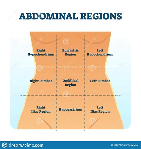 Quadrants labeled on a graph : Abdominal Quadrant Regions Scheme As Stomach Division ...