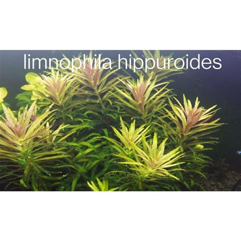 Lowtech Limnophila Hippuroides Water Plant For Fish Tank Aquascape