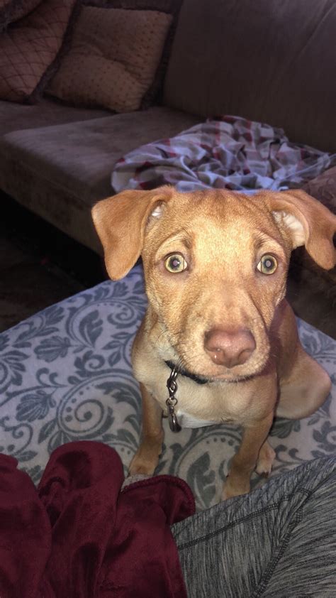 Check poison symptoms, diagnosis & treatments. What Breed Is My Dog? | ThriftyFun