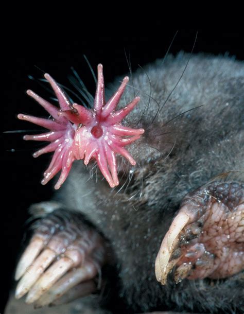 Star Nosed Mole Very Strange Looking Animal Weird Looking Animals