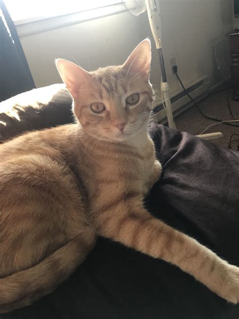 The closest caterpillar rental store near lehi is the cat rental store. My Little Zoo | Zoo, Pet store, Three cats