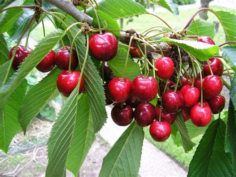 How To Grow A Cherry Tree From Seed The Garden Of Eaden