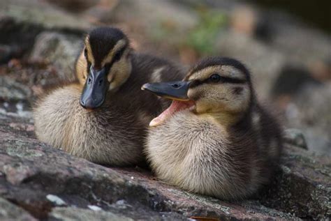 Rouen Ducklings Male Vs Female Week By Week Care Bird Baron