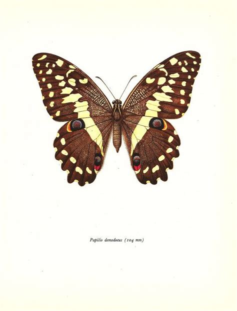 Butterfly Print Art Original 1965 Book By Naturalistcollection 500