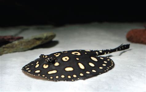 Pari Leopoldi Si Ikan Pari Air Tawar Polkadot yang Sungguh Eksotis