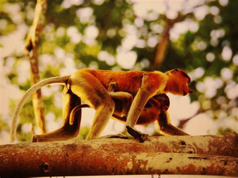 Monyet hidung besar unik hidung besar satwa endemik kalimantan. KAMATO: Monyet Belanda