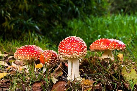 This Psychedelic Mushroom Can Actually Treat Depression