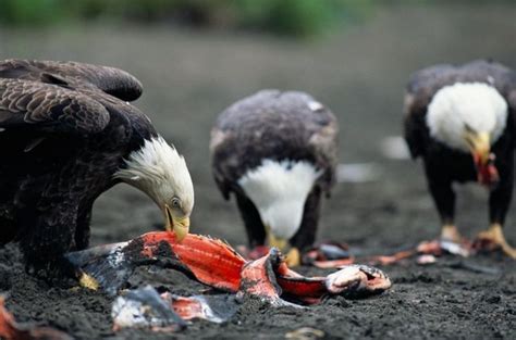 What Do Eagles Eat Discover Curiosities About Small And Large Eagles