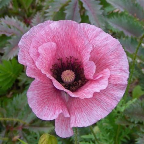 Shirley Poppy Seeds Mixed Red And Pink Flower Seeds In Packets And Bulk