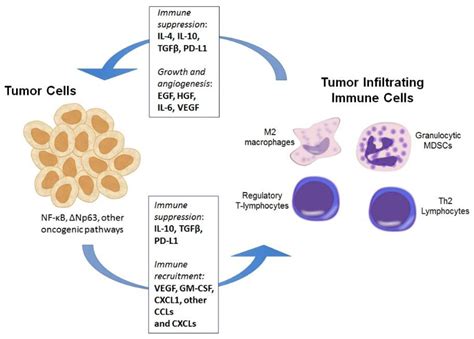 Cancers Free Full Text Anti Tumor Immunity In Head And Neck Cancer