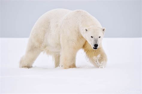 Male Polar Bear Photo Carl Donohue Photography